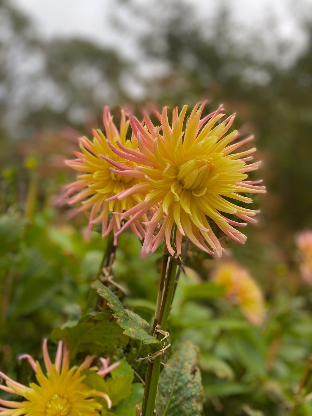 Yellow and pink cactus dahlias in bloom