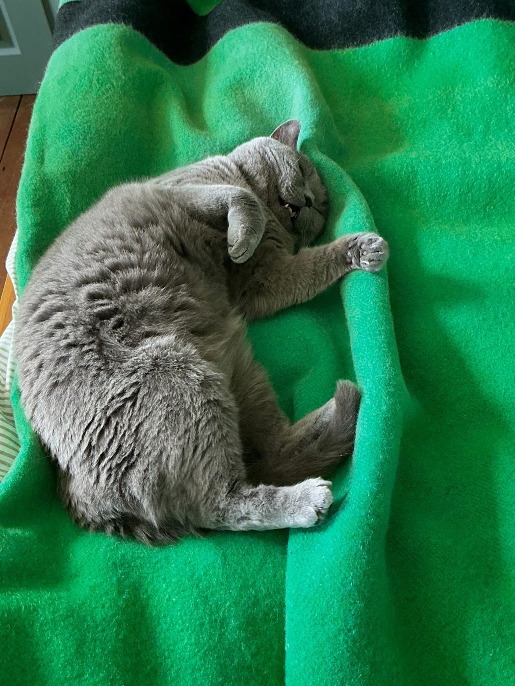 A grey cat curled up asleep on a bright green blanket